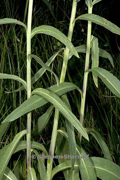 senecio hydrophilus 8 graphic